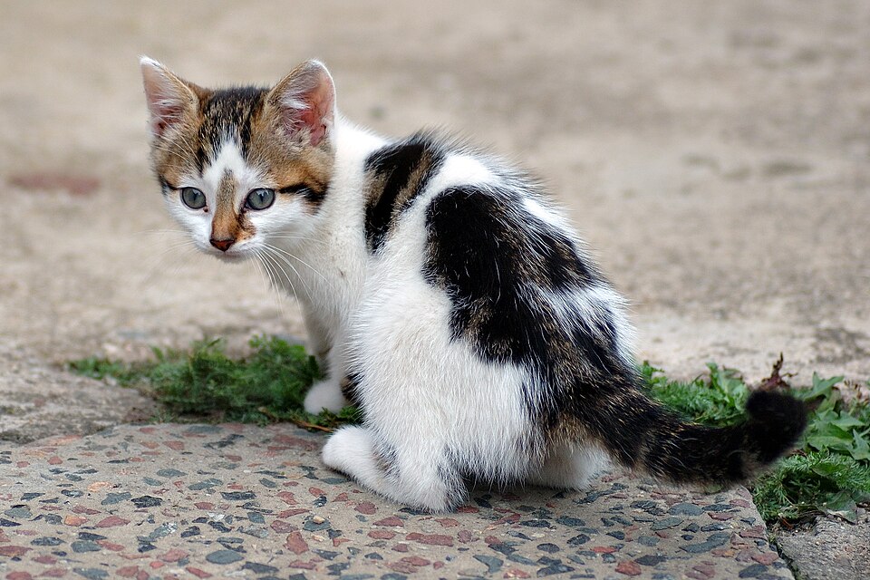 子猫のそら